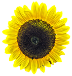 sunflower, isolated, yellow flower, yellow, plant, summer, close up, sun, bright, big, shine, blossom, nature, bloom